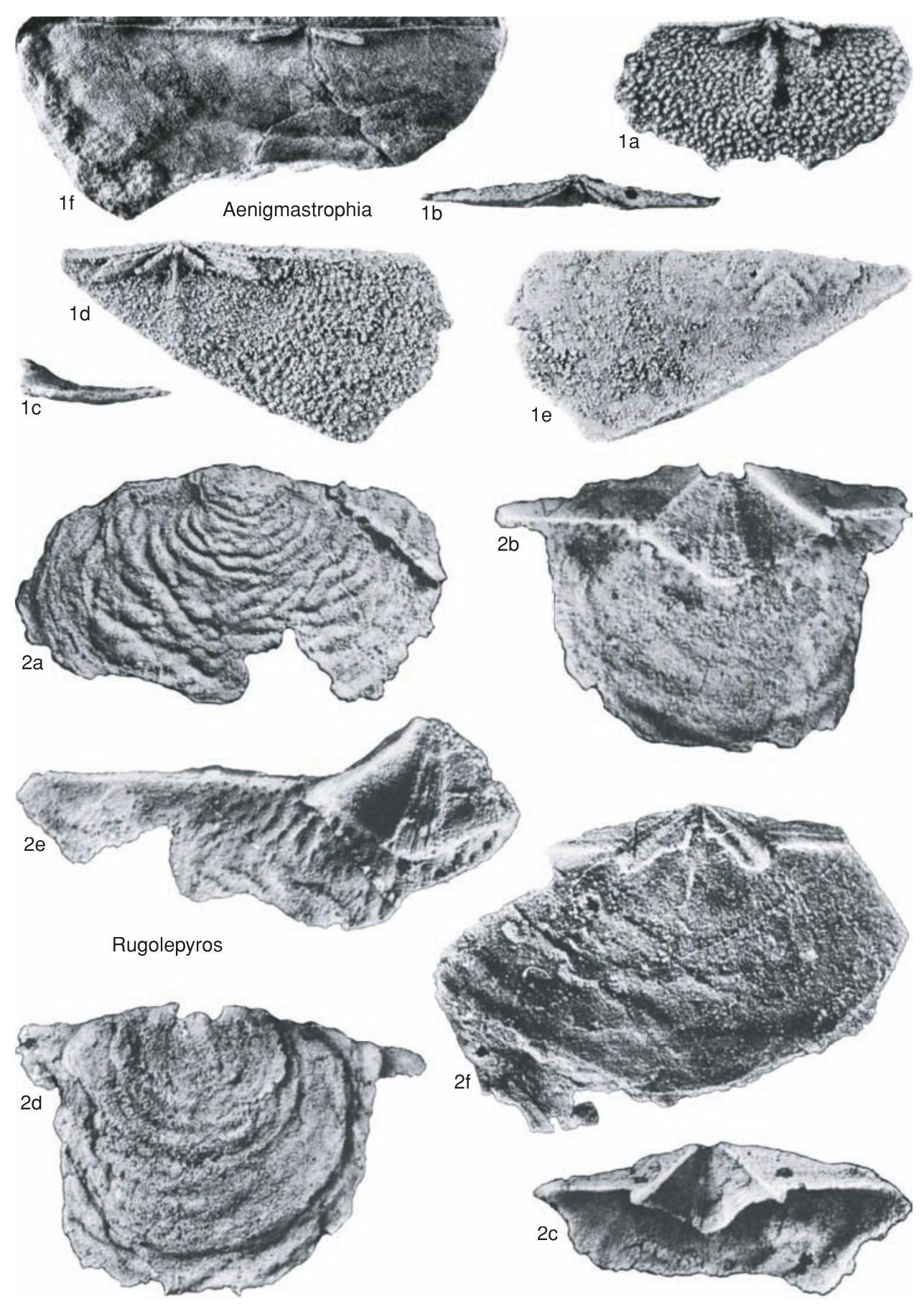 Fossil Information