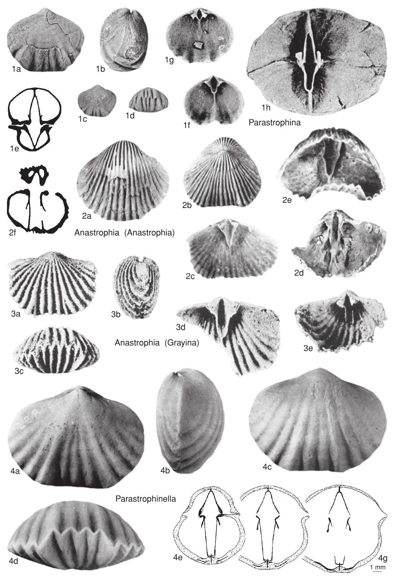 Fossil Image