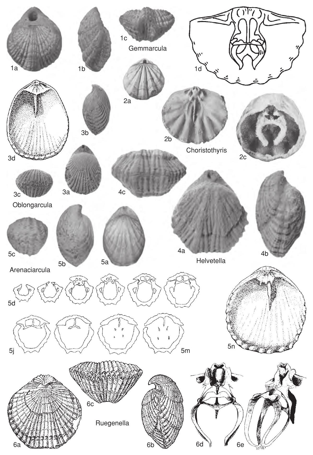 Fossil Information