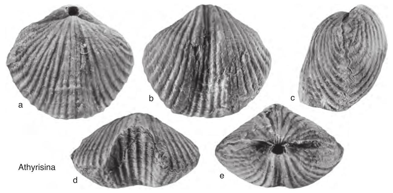 Fossil Image