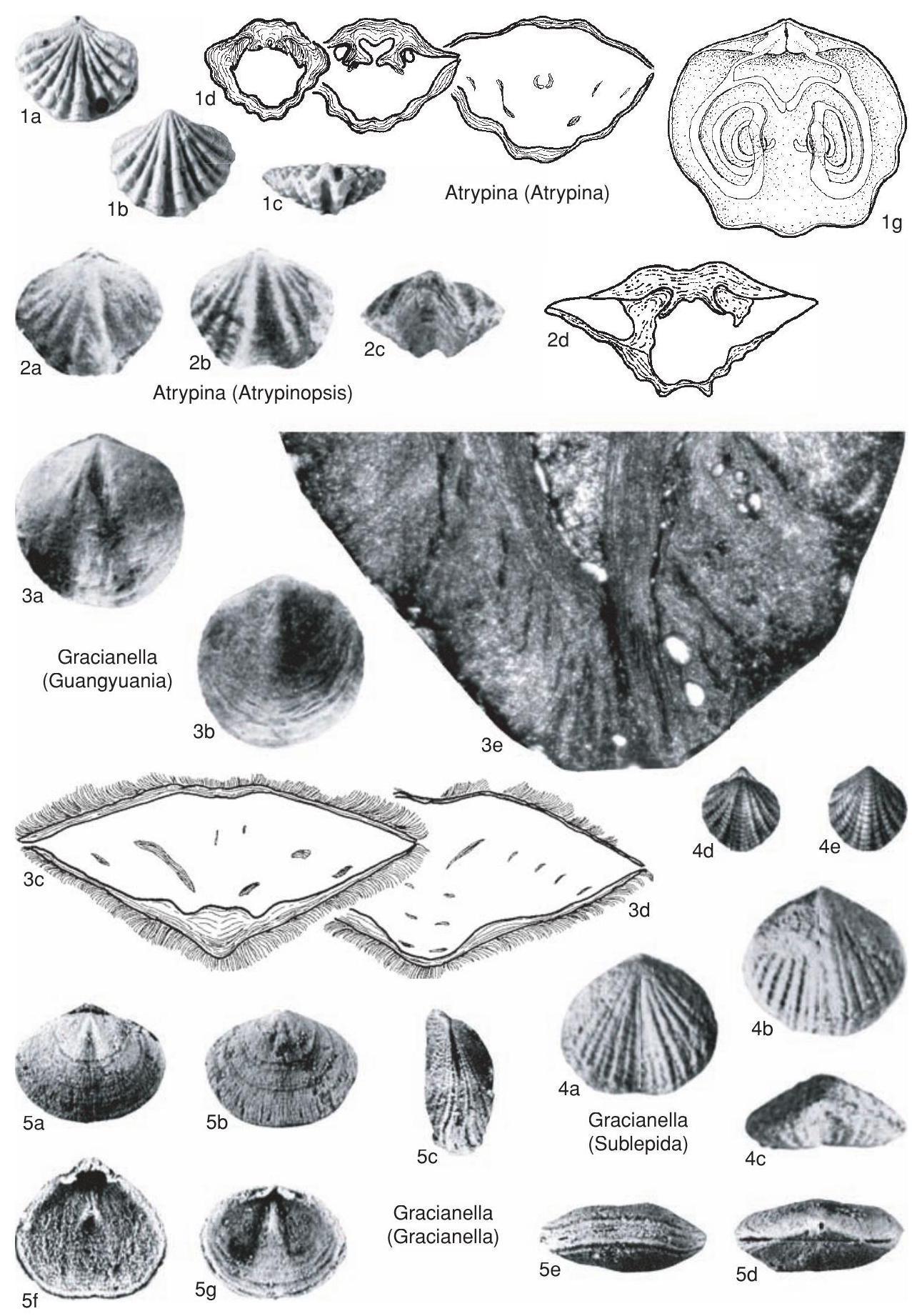 Fossil Image