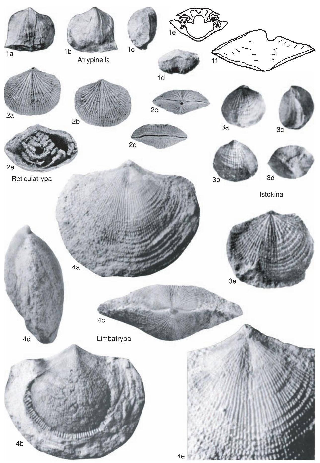Fossil Image