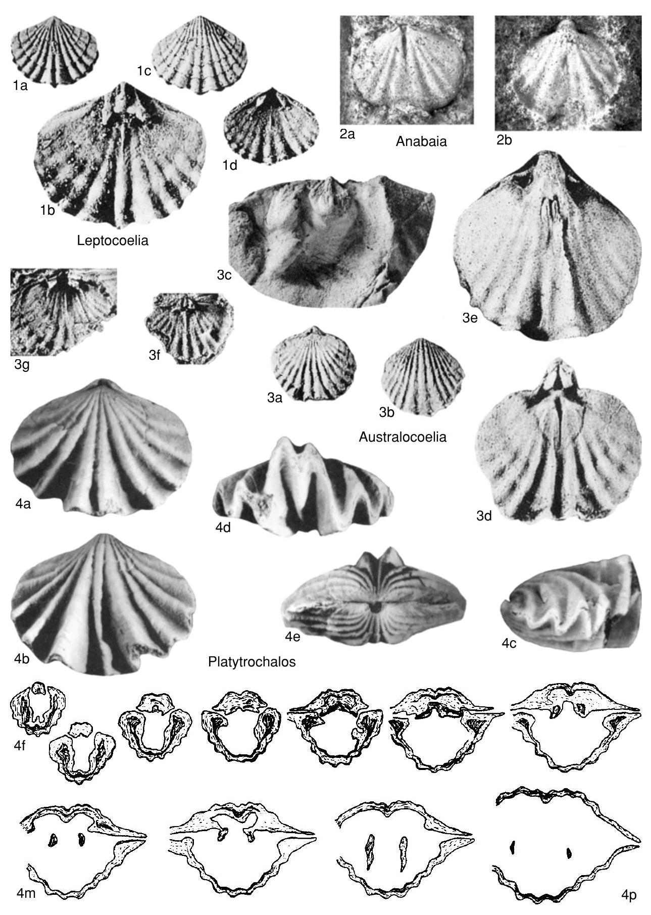 Fossil Information