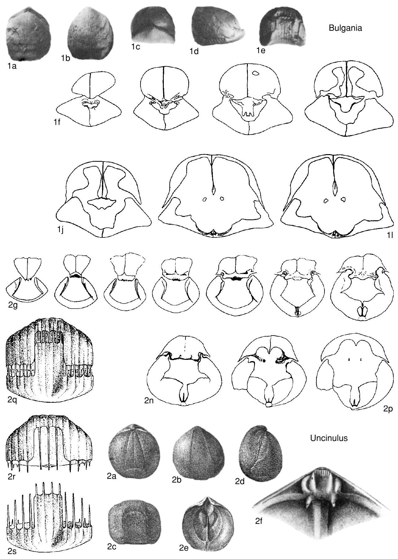 Subovate Shape Fossil Information