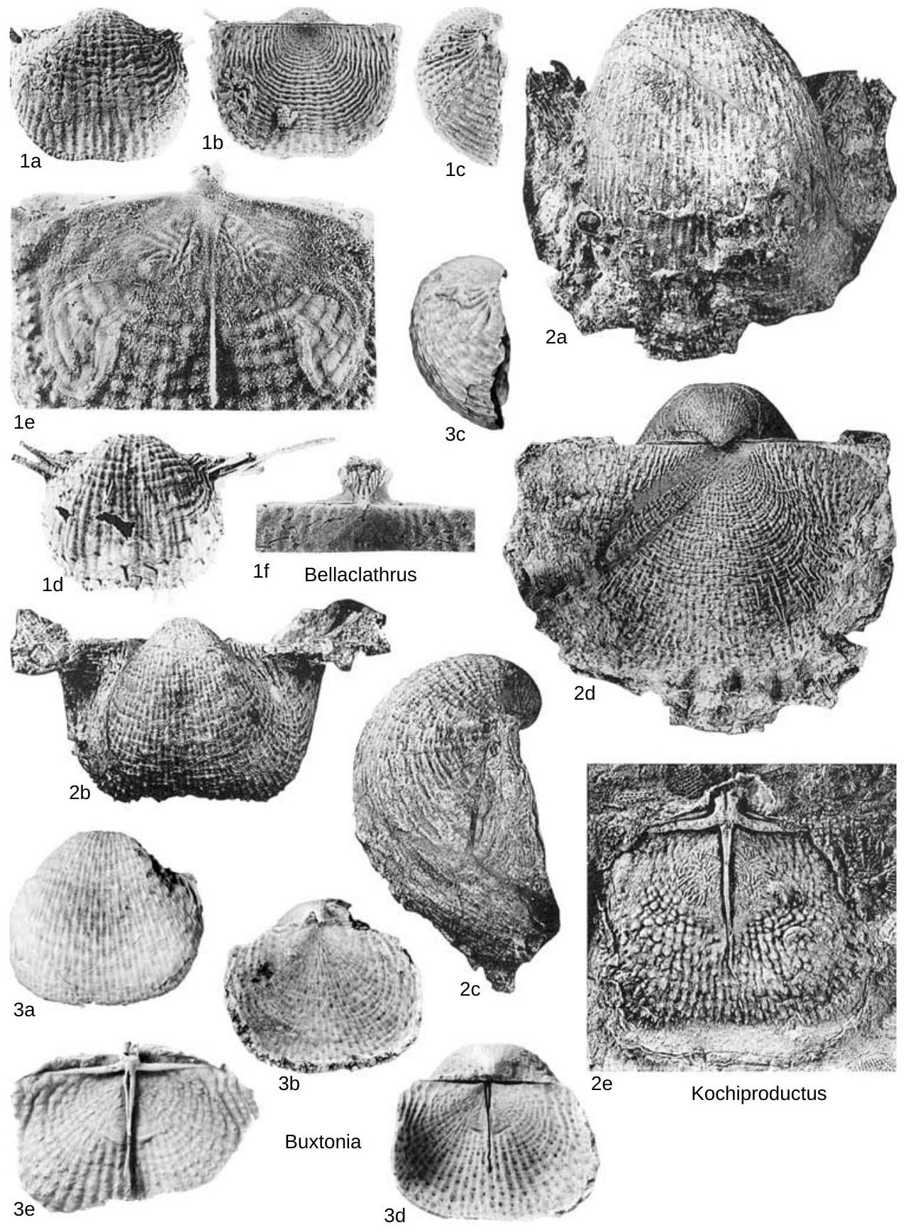 Fossil Image