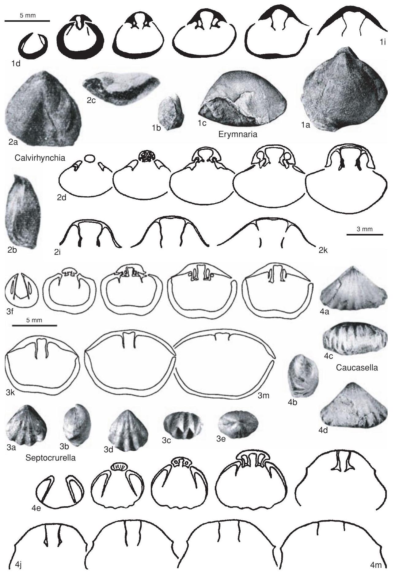 Fossil Image
