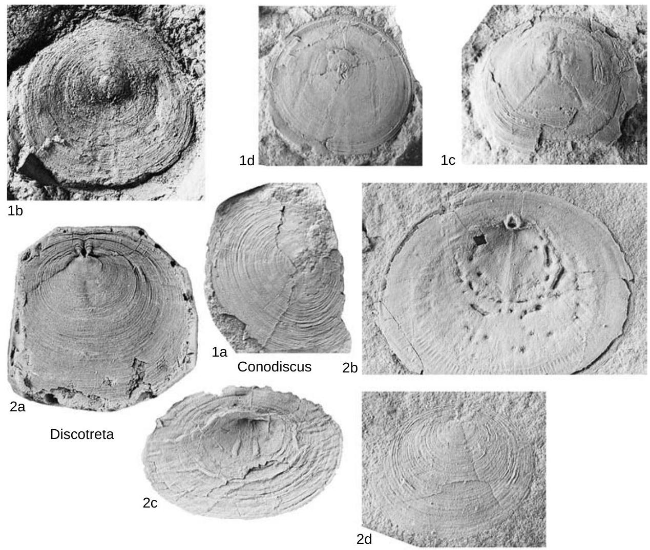 Fossil Information