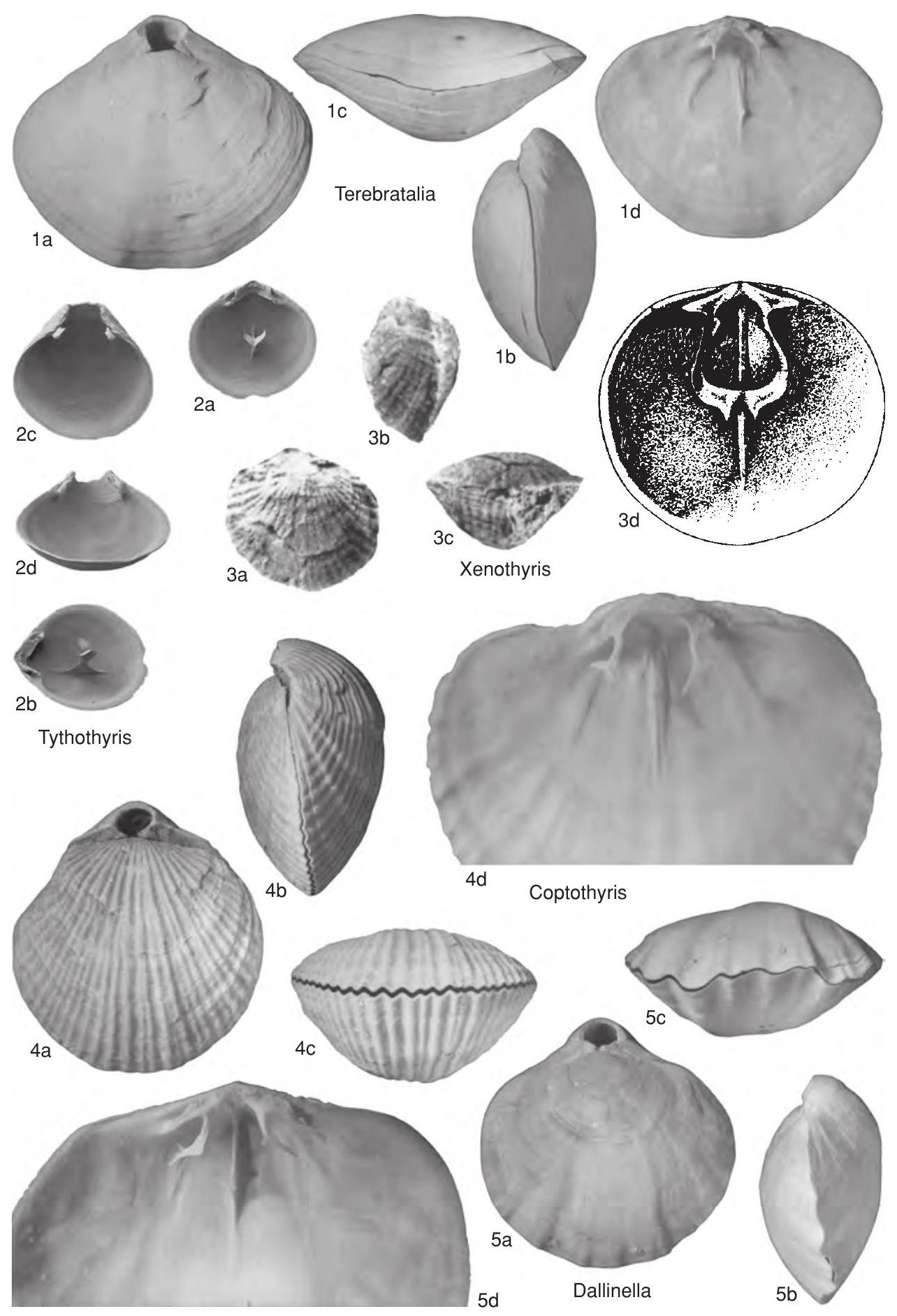 Fossil Information