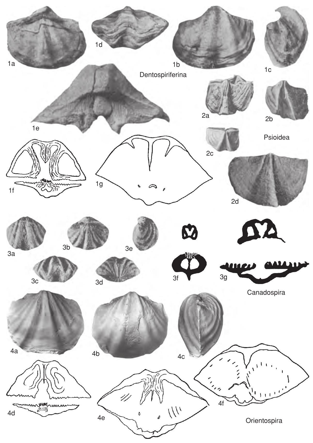 Subovate Shape Fossil Information