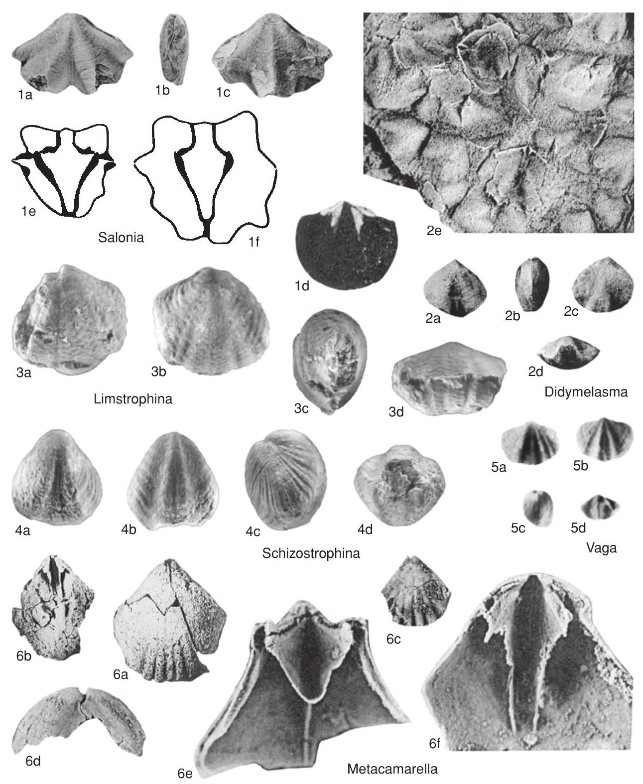 Fossil Information