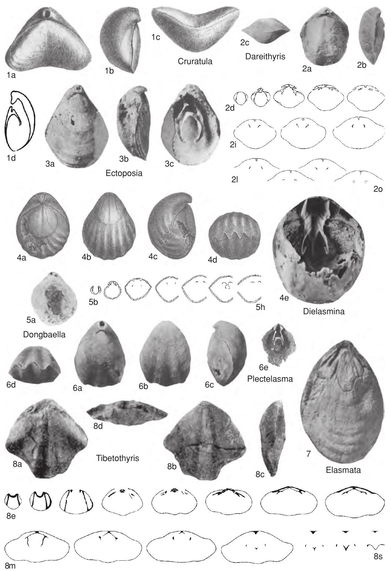 Fossil Information