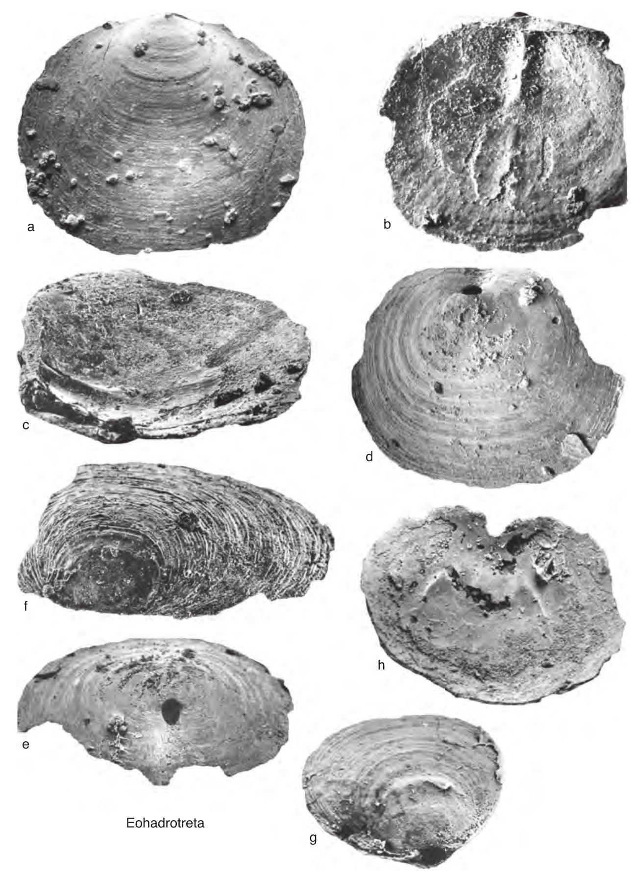 Fossil Image