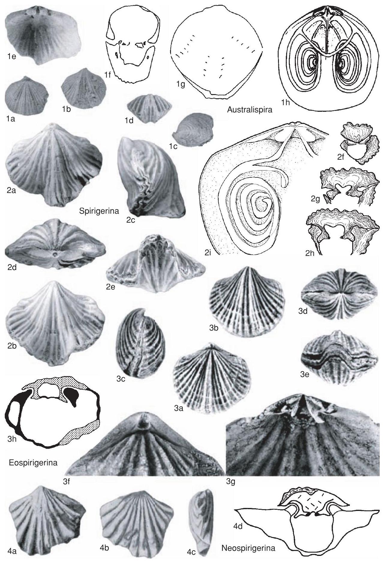 Fossil Image