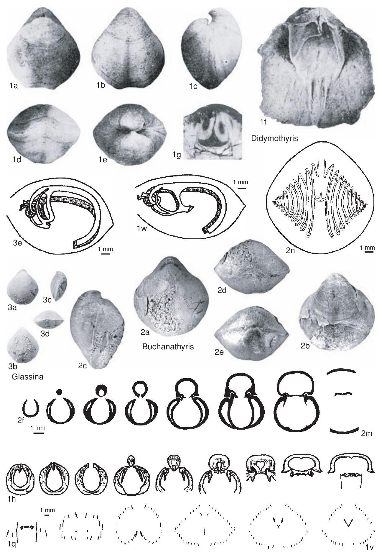 Fossil Information