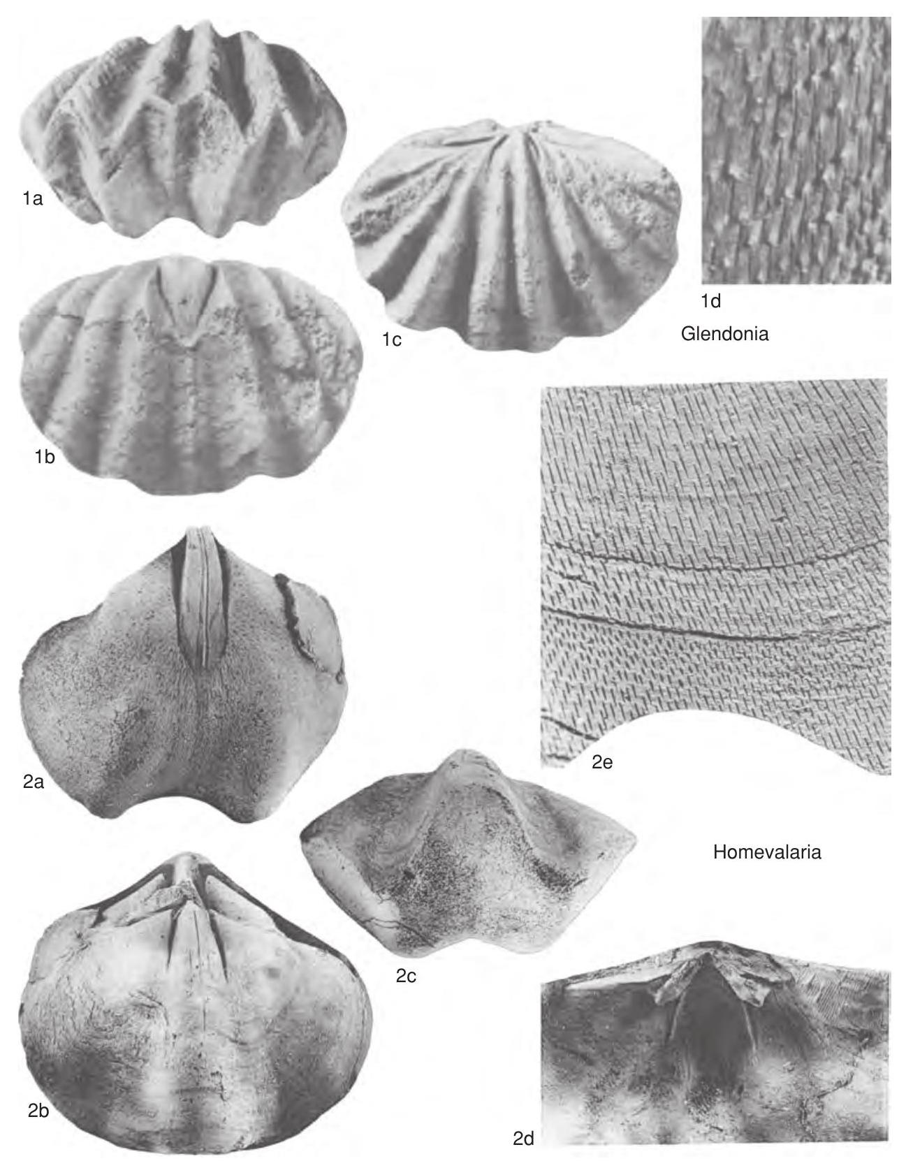 Subovate Shape Fossil Information