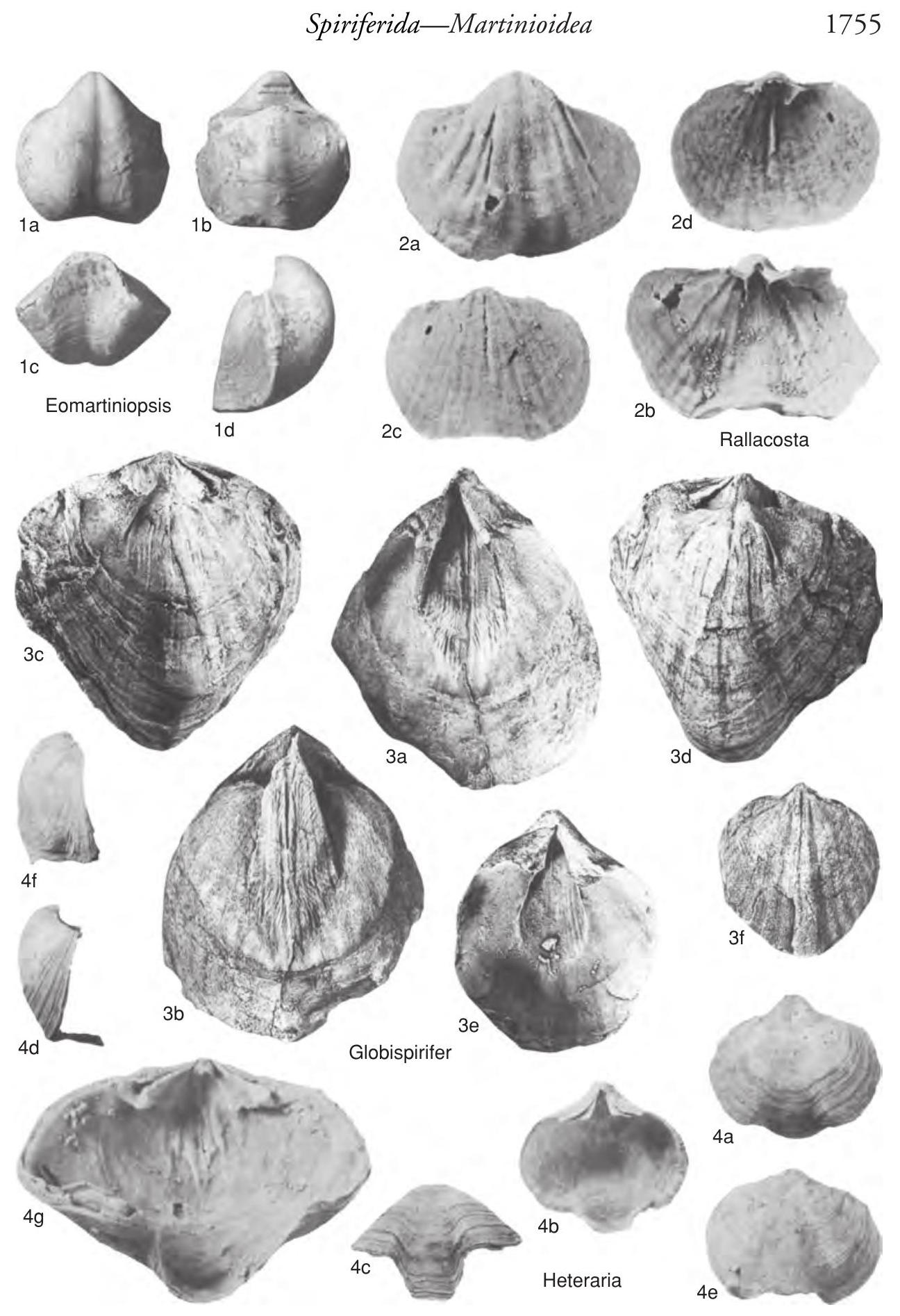Subovate Shape Fossil Information