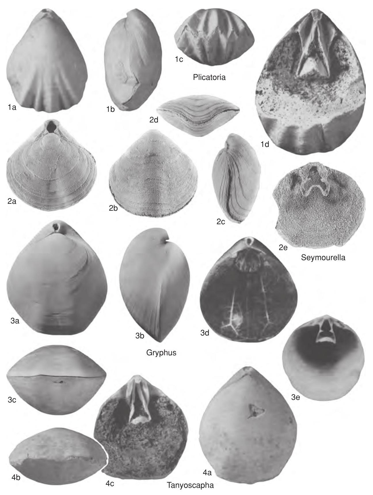 Fossil Image