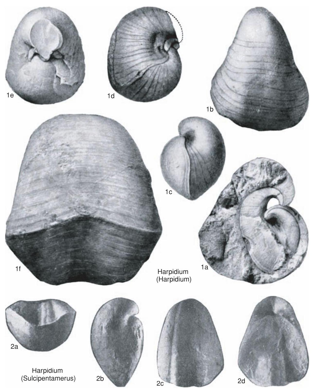 Fossil Image
