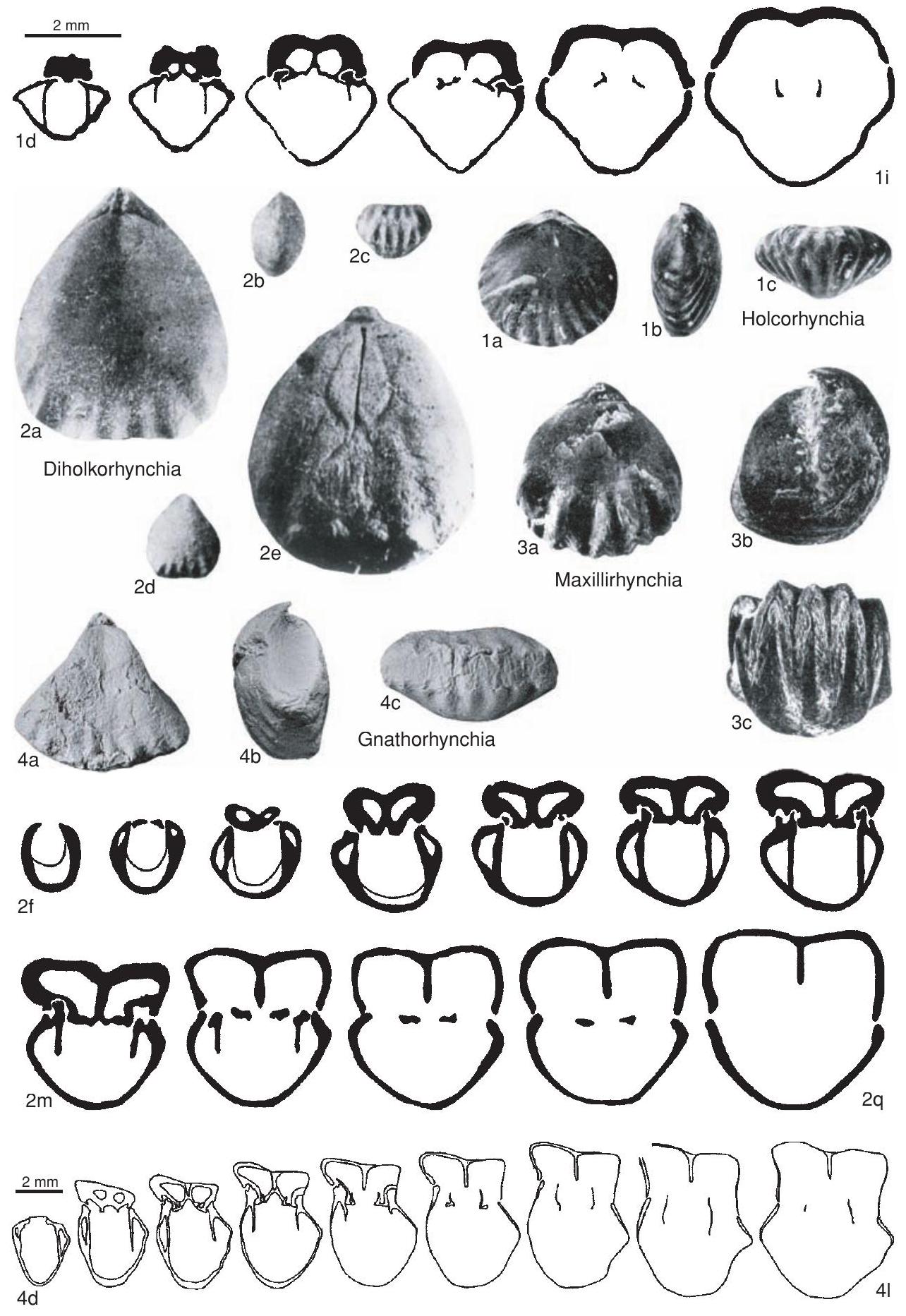 Fossil Image