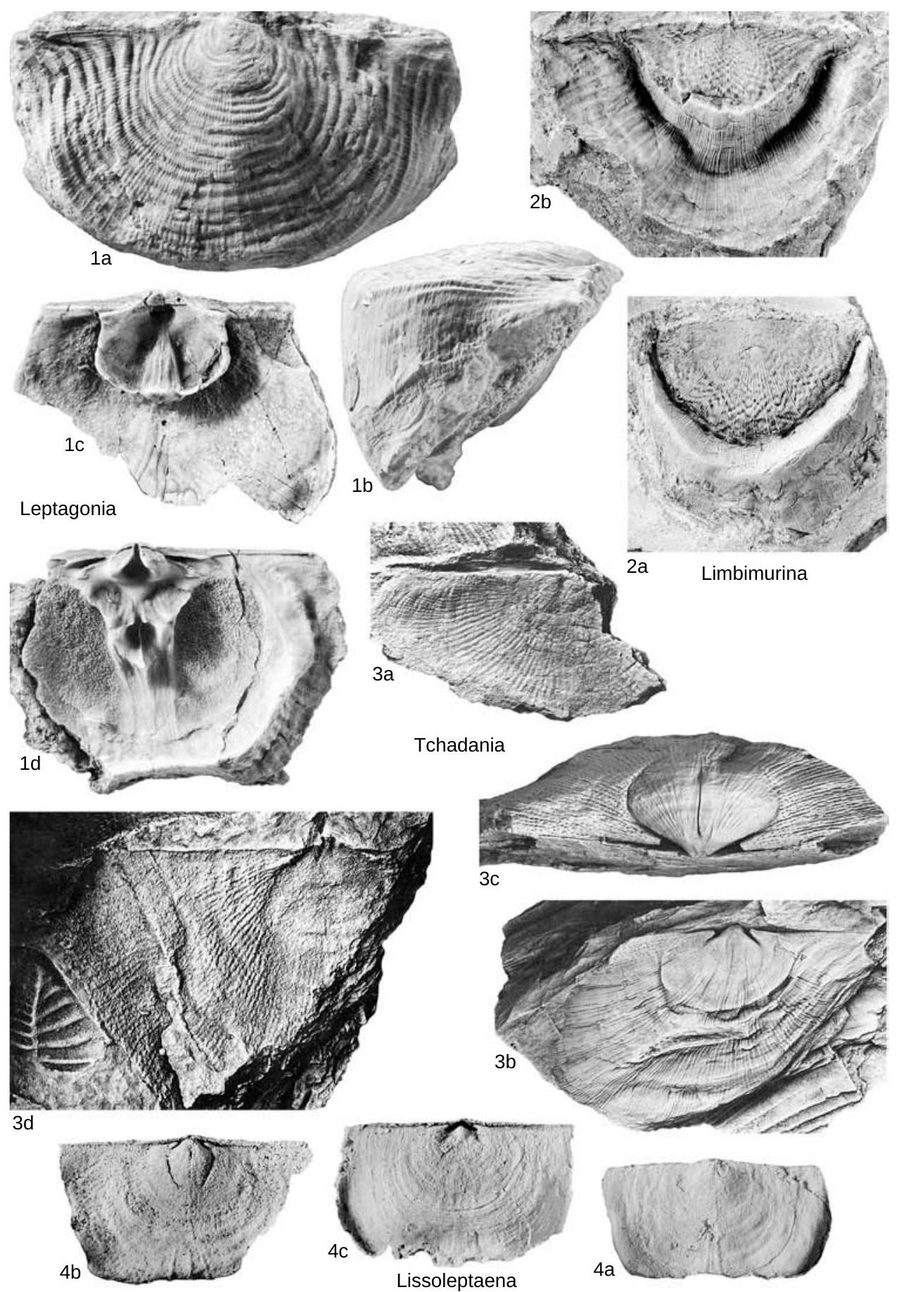 Fossil Image
