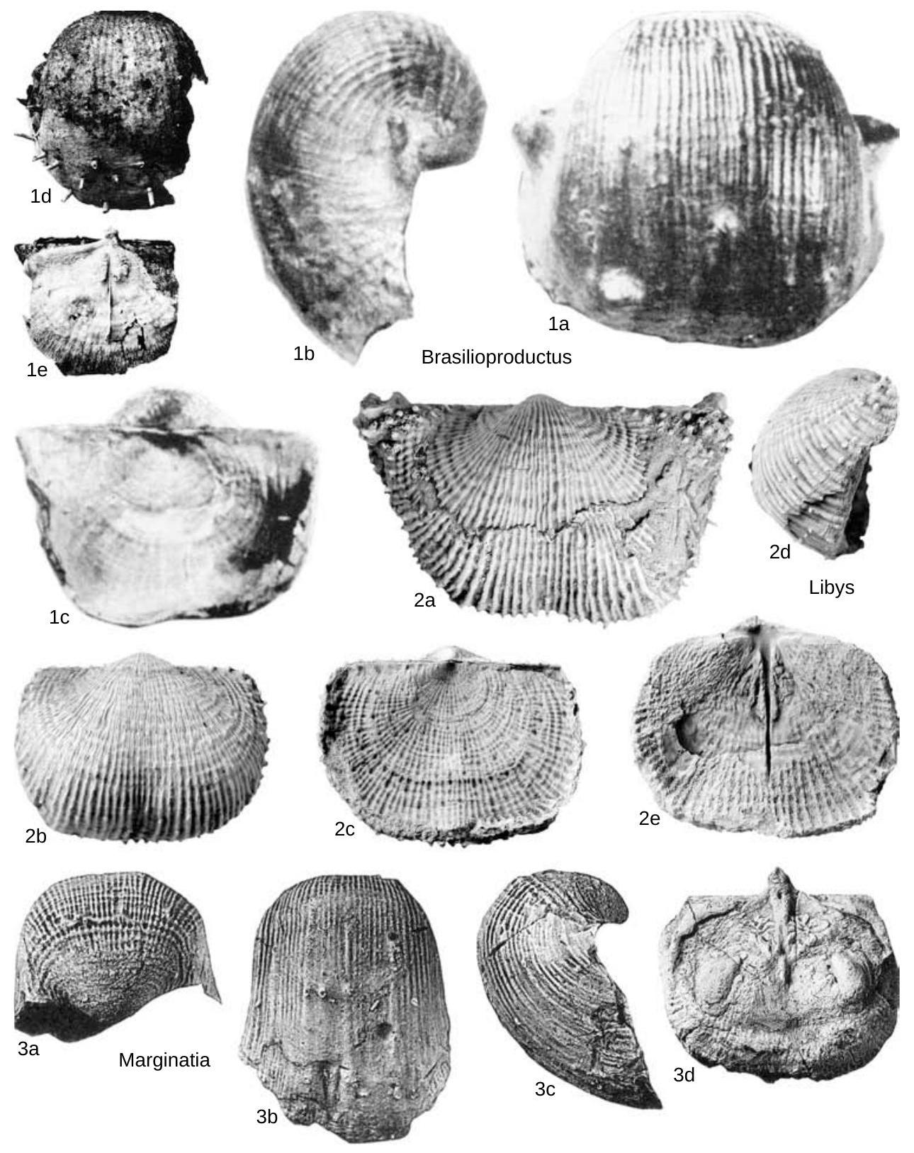 Fossil Information