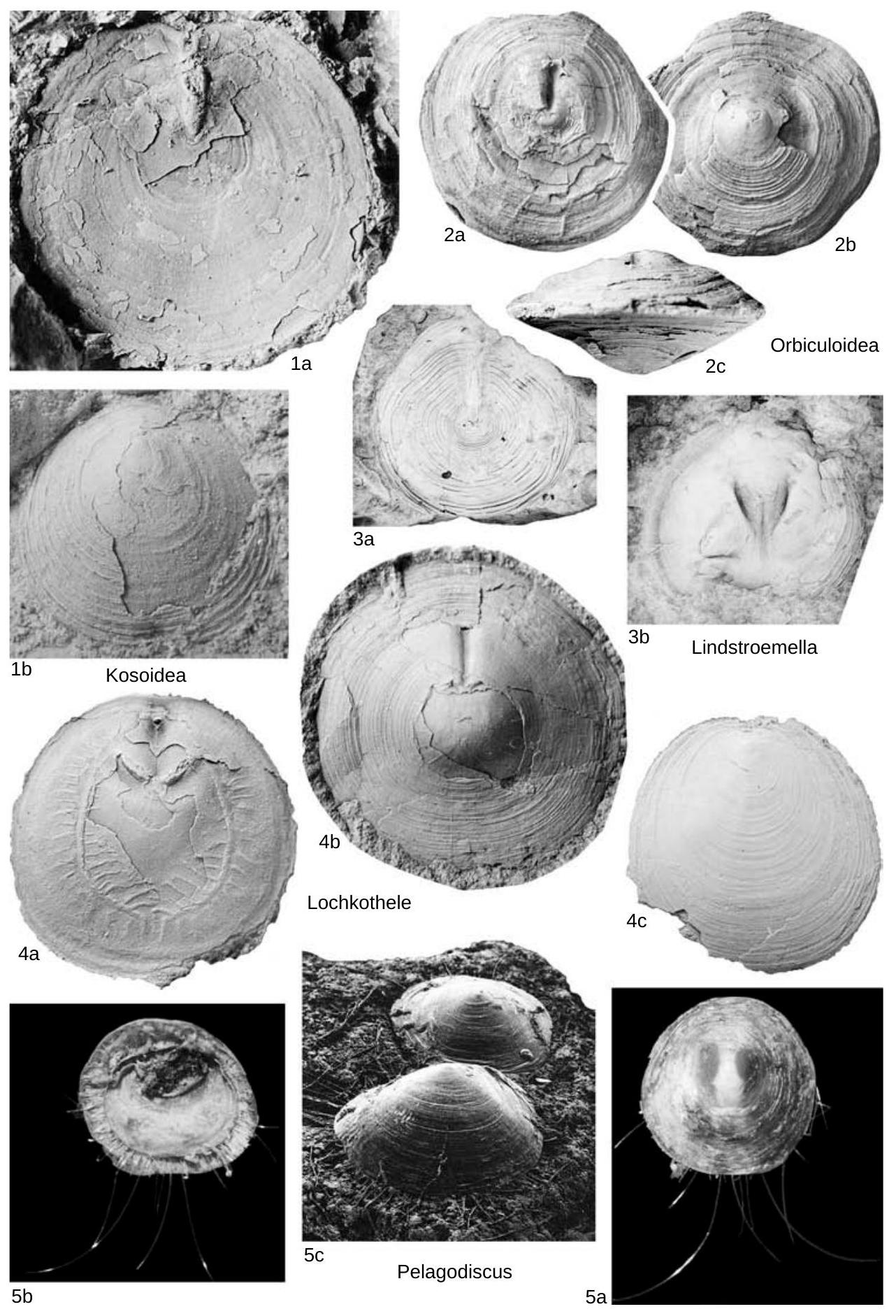 Fossil Information