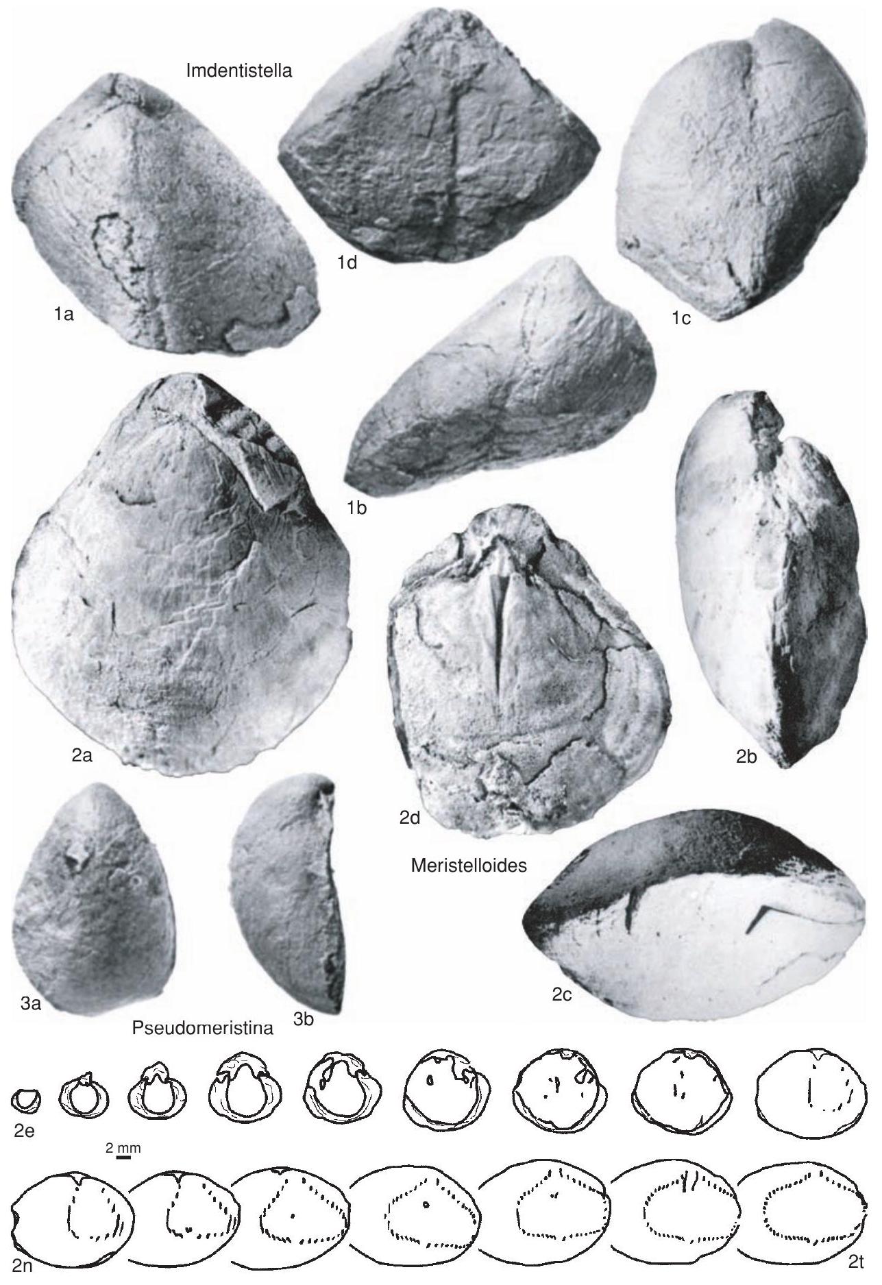Merrel Fossils Fossil Information