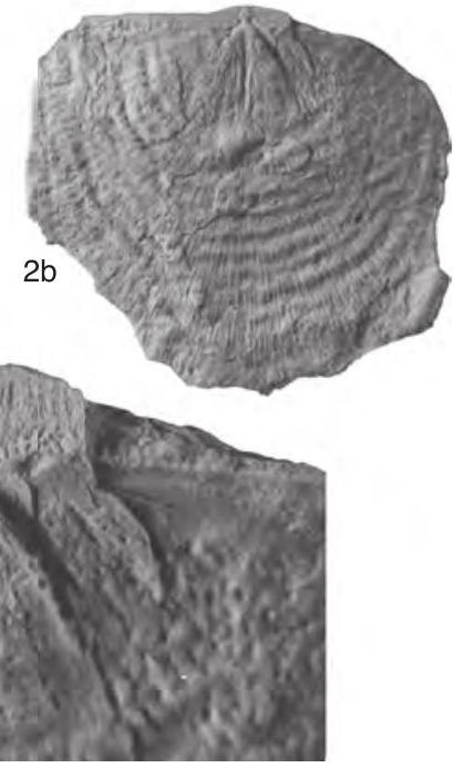 Fossil Image