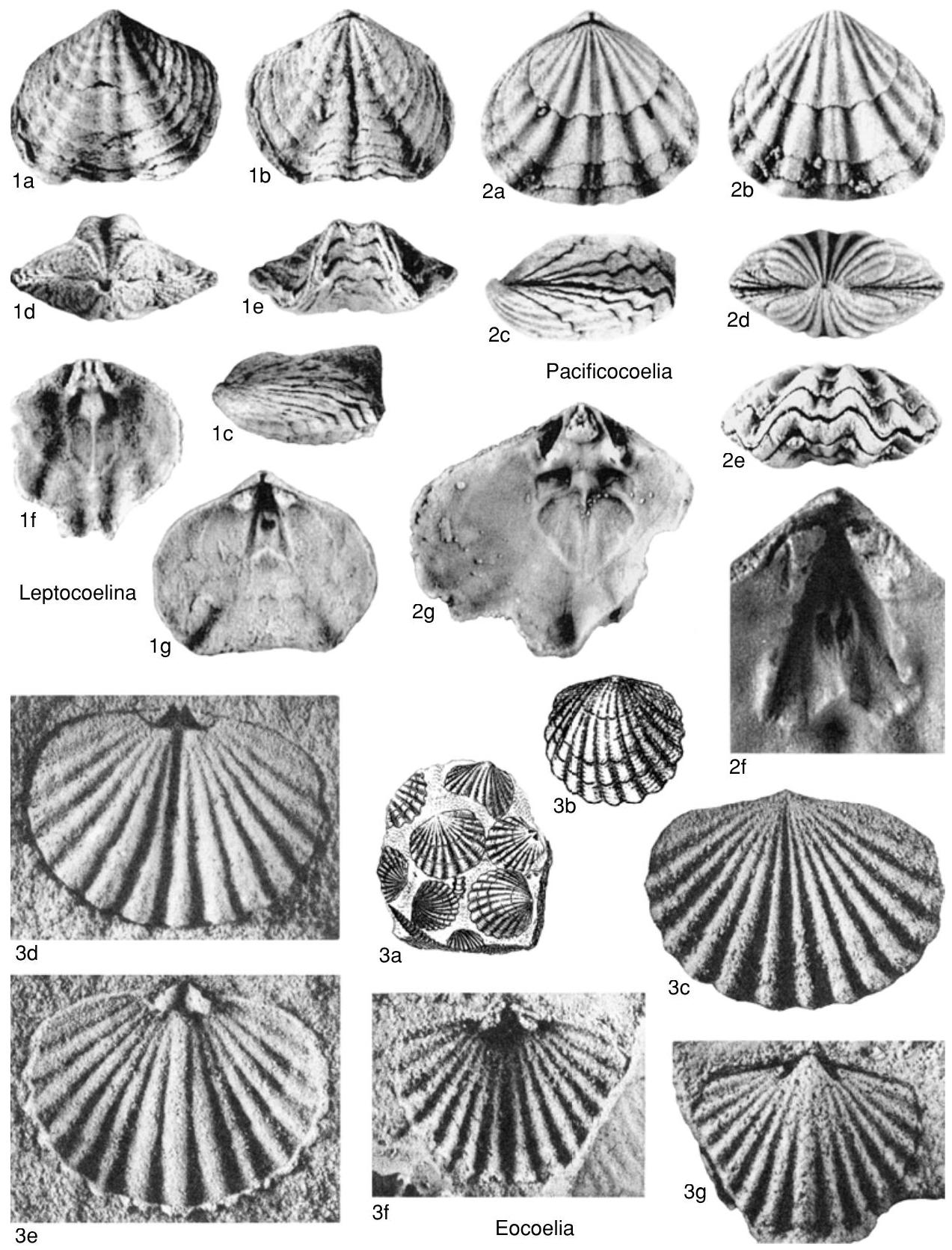 Subovate Shape Fossil Information