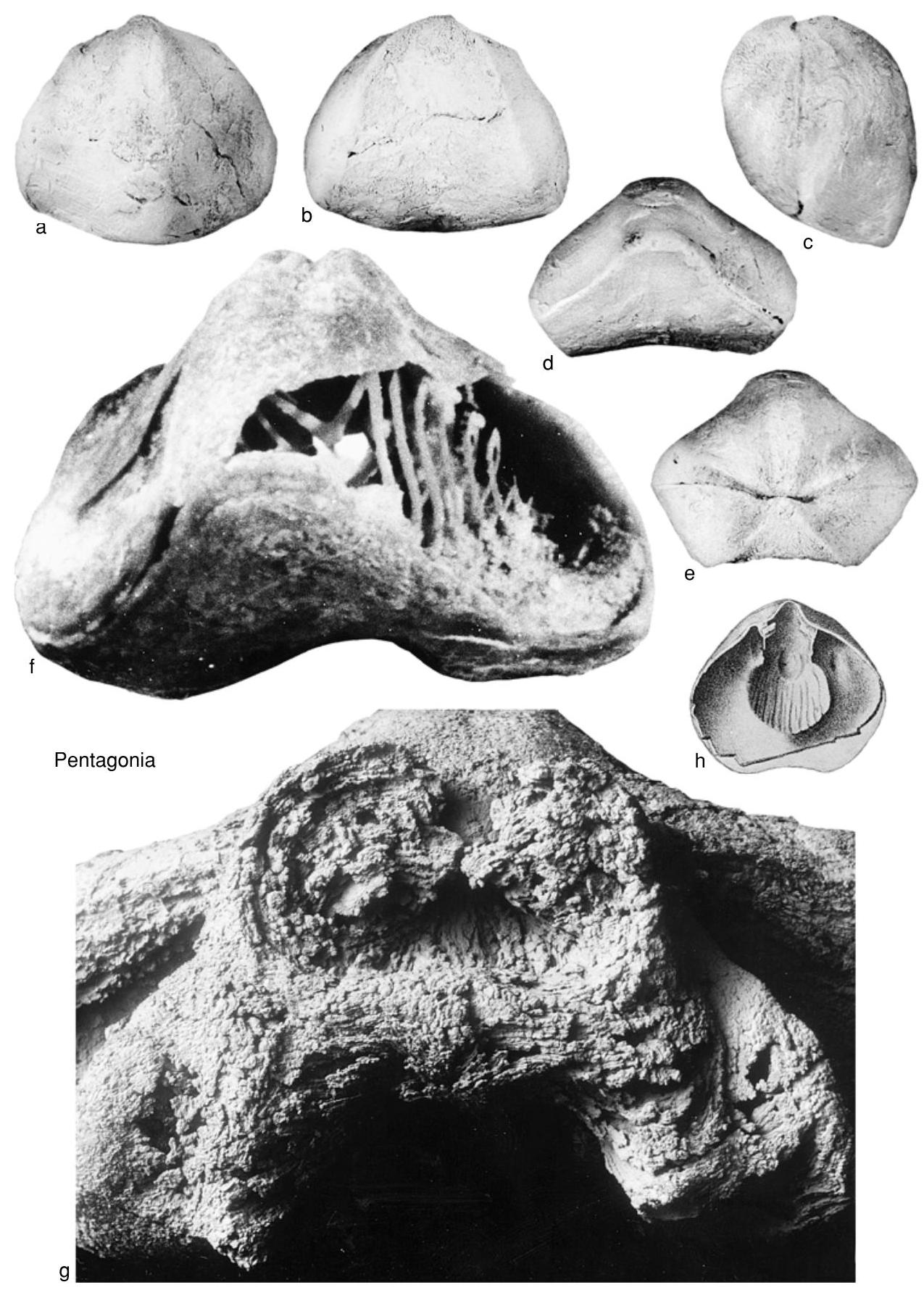 Fossil Image