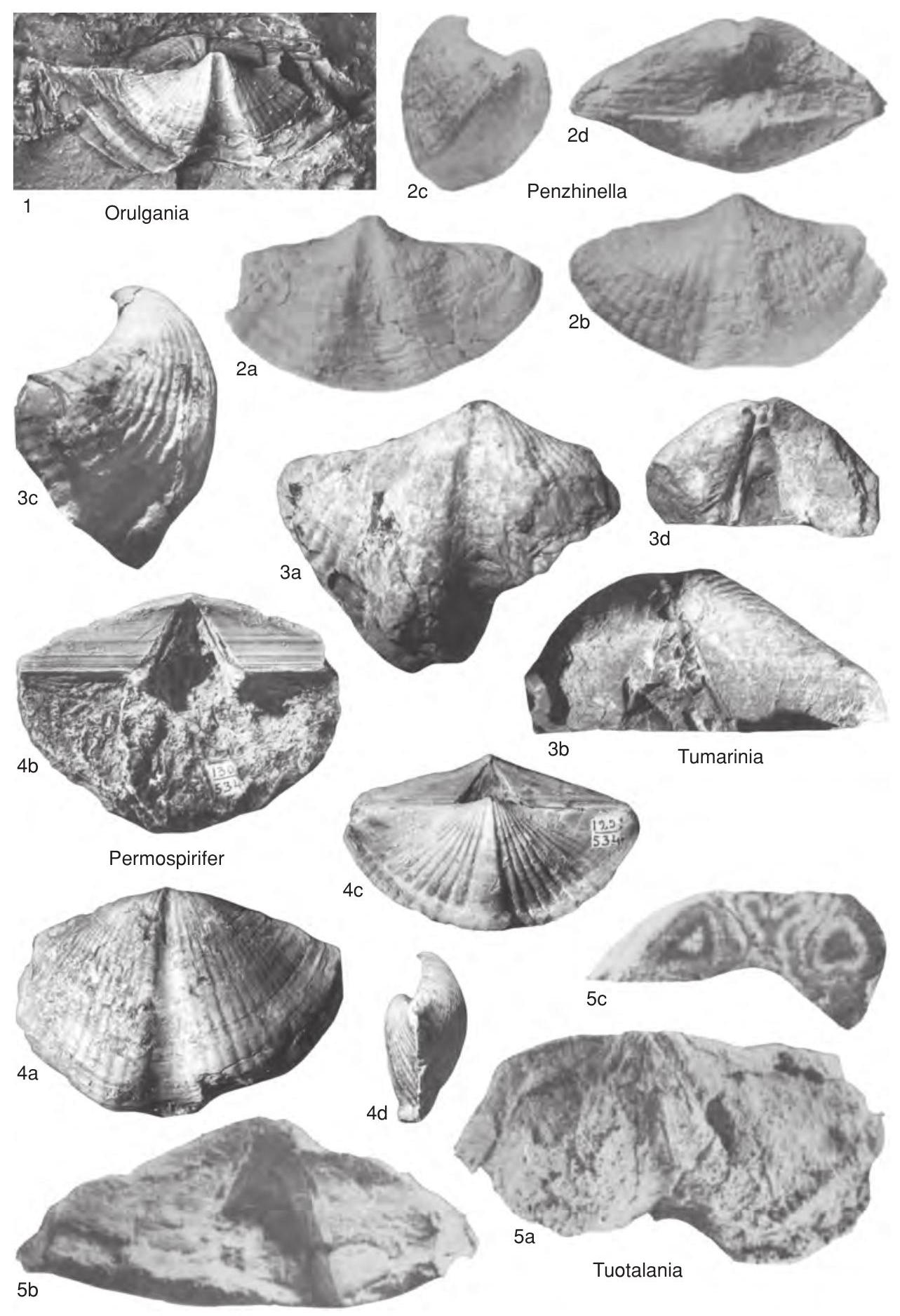 Fossil Information