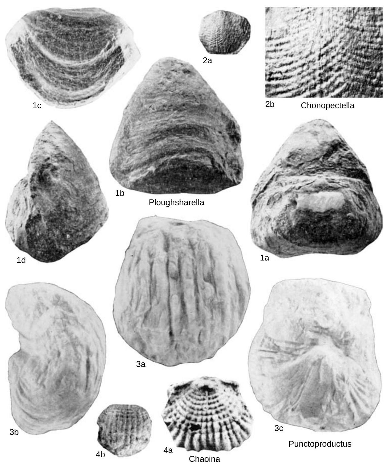 Fossil Information