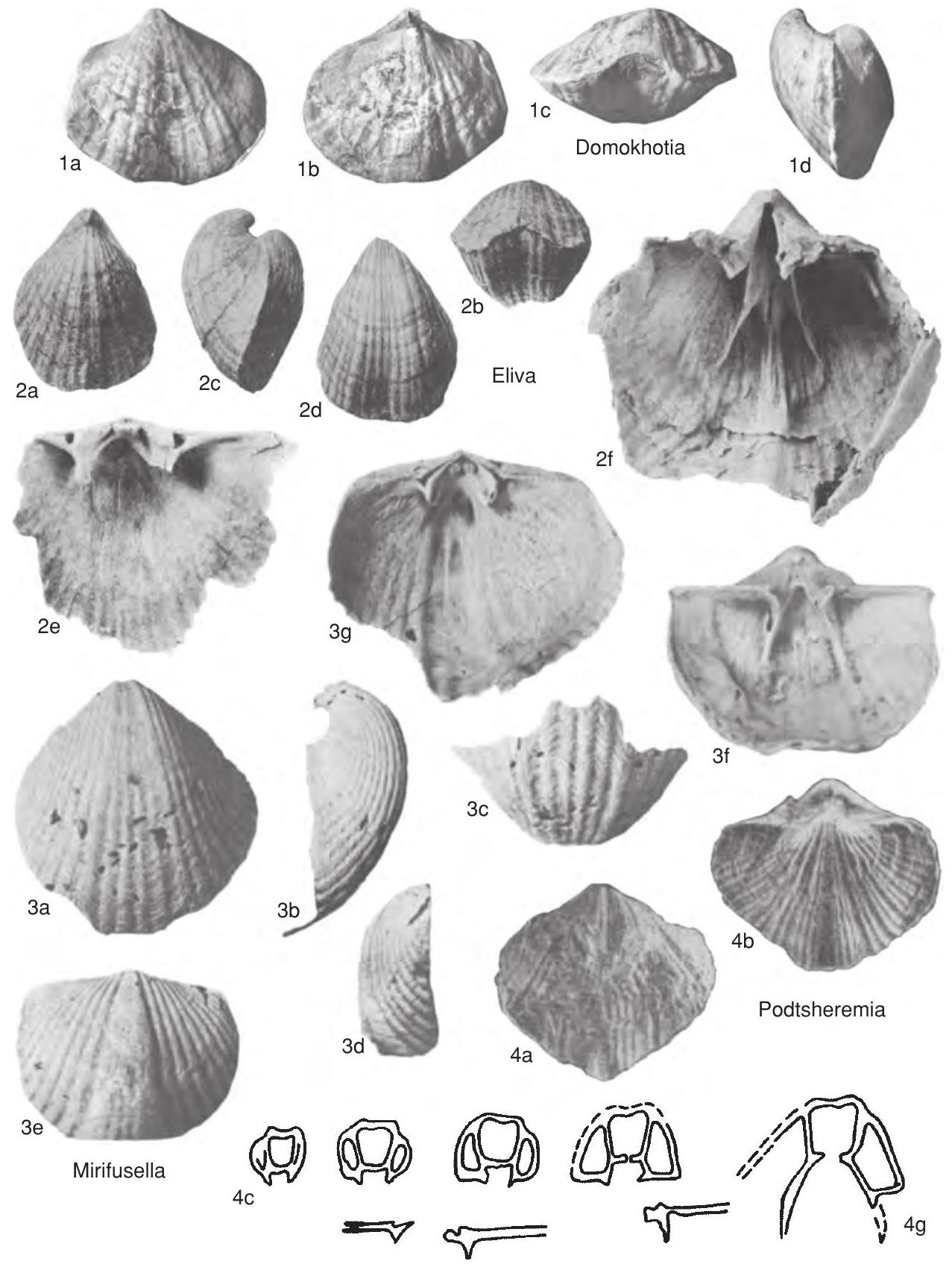 Subovate Shape Fossil Information