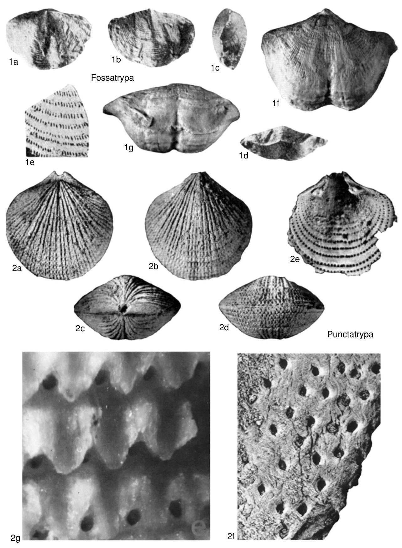 Fossil Image
