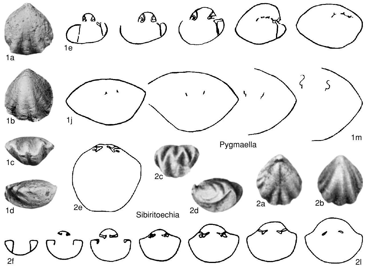 Fossil Information