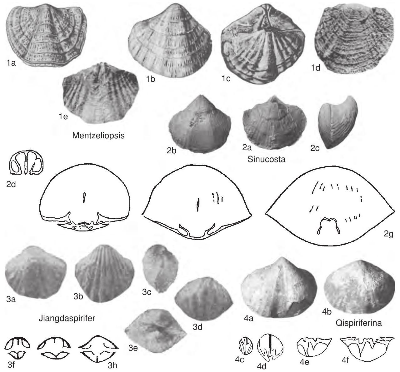 Subovate Shape Fossil Information