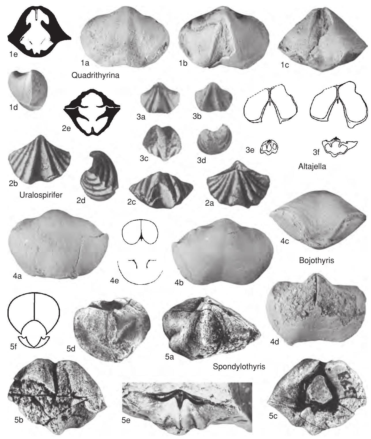 Fossil Image