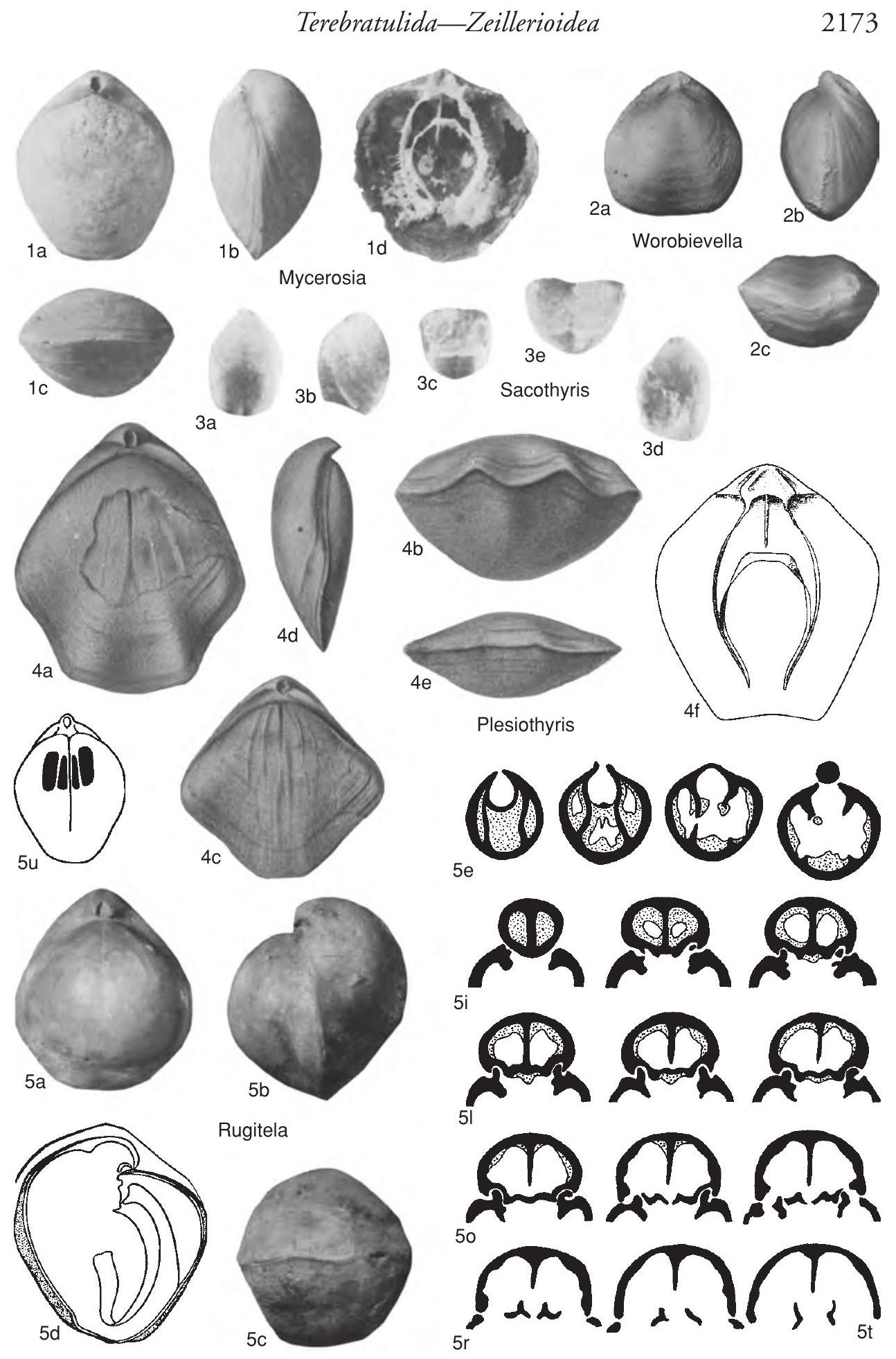 Fossil Image