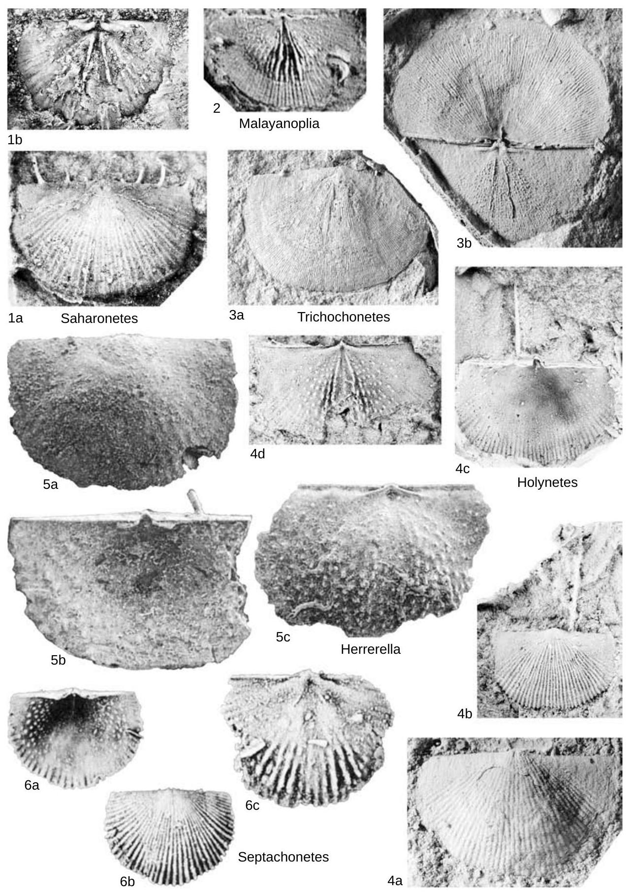 Fossil Image