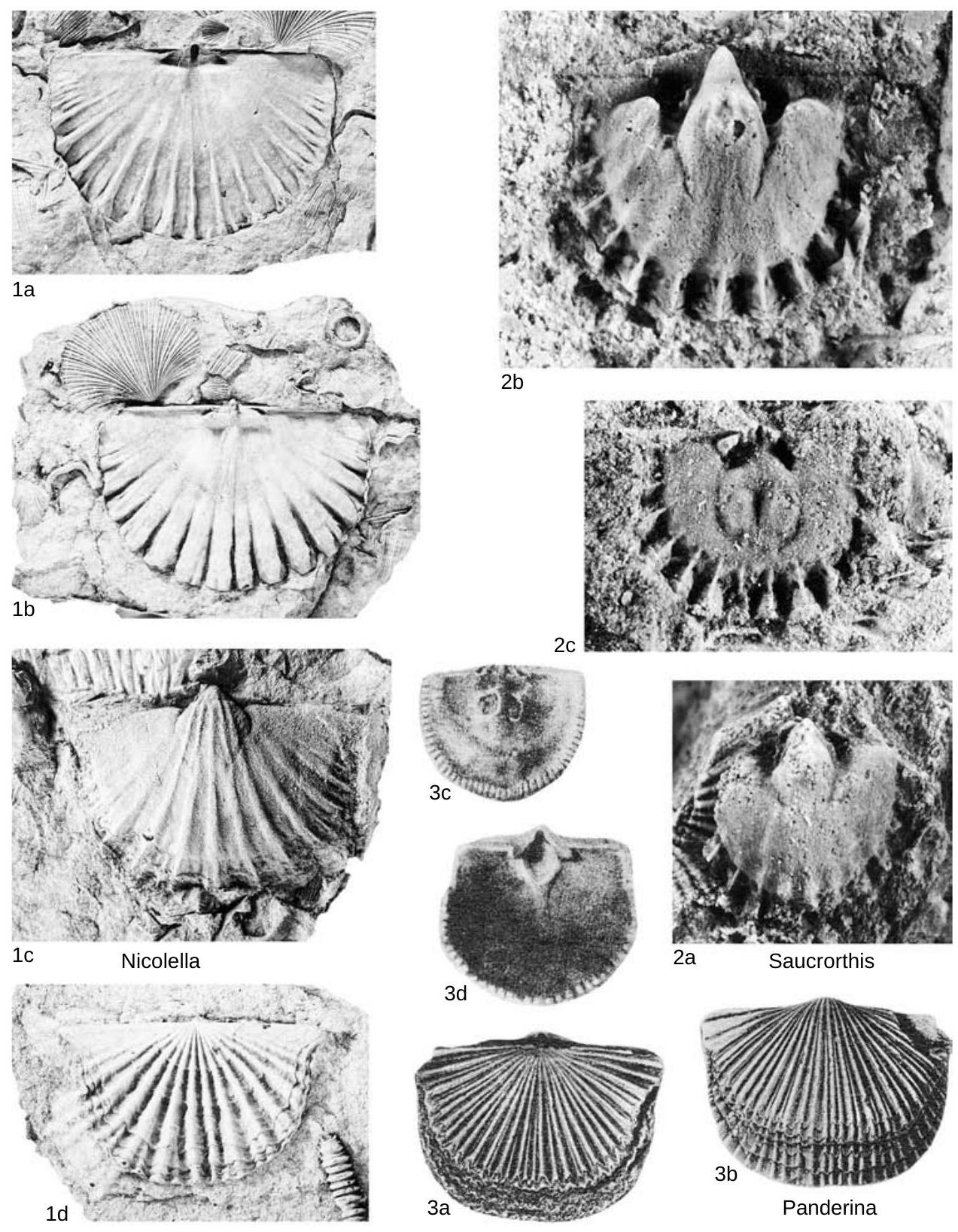 Fossil Image