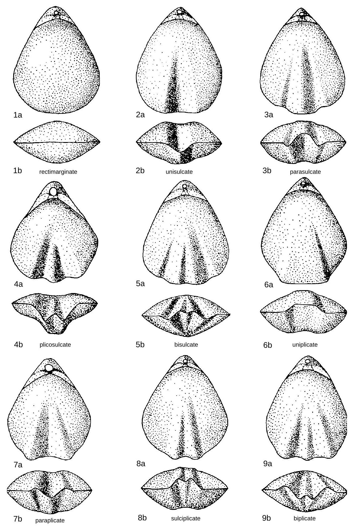 Fossil Image