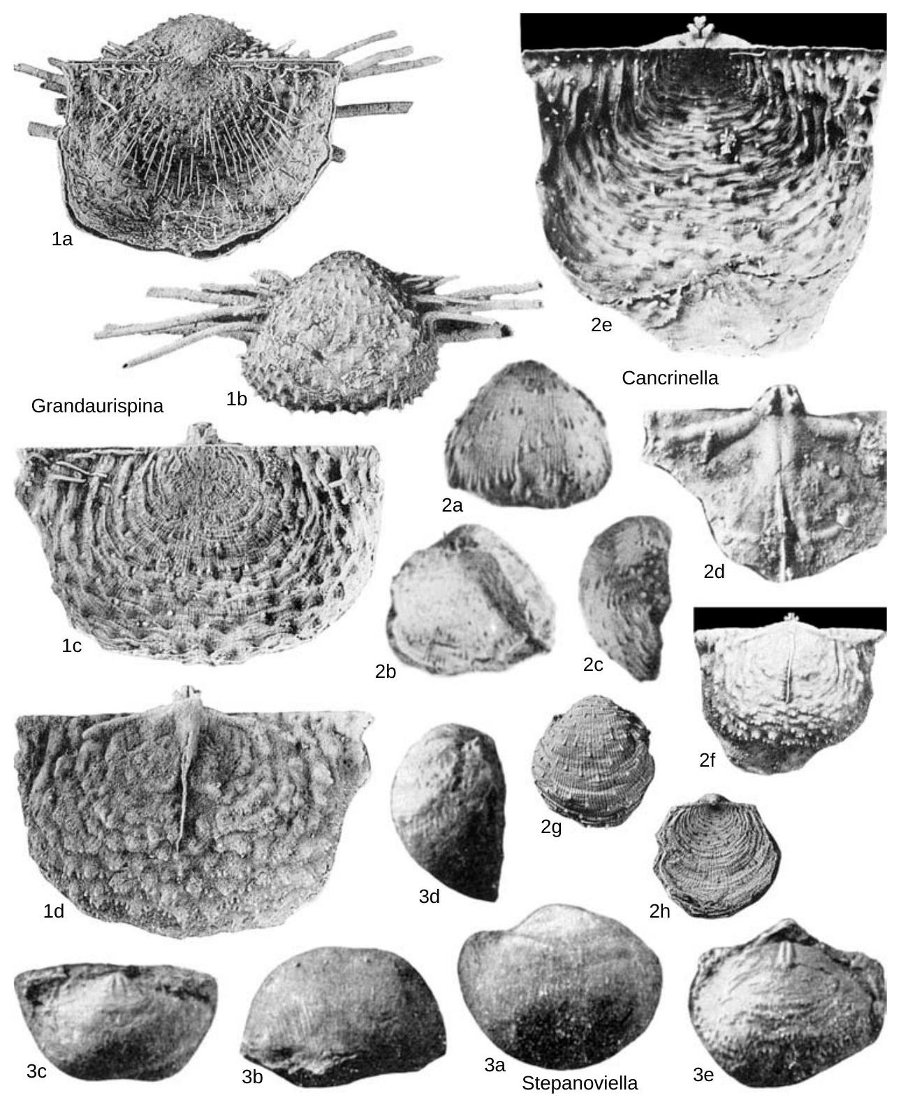 Fossil Image