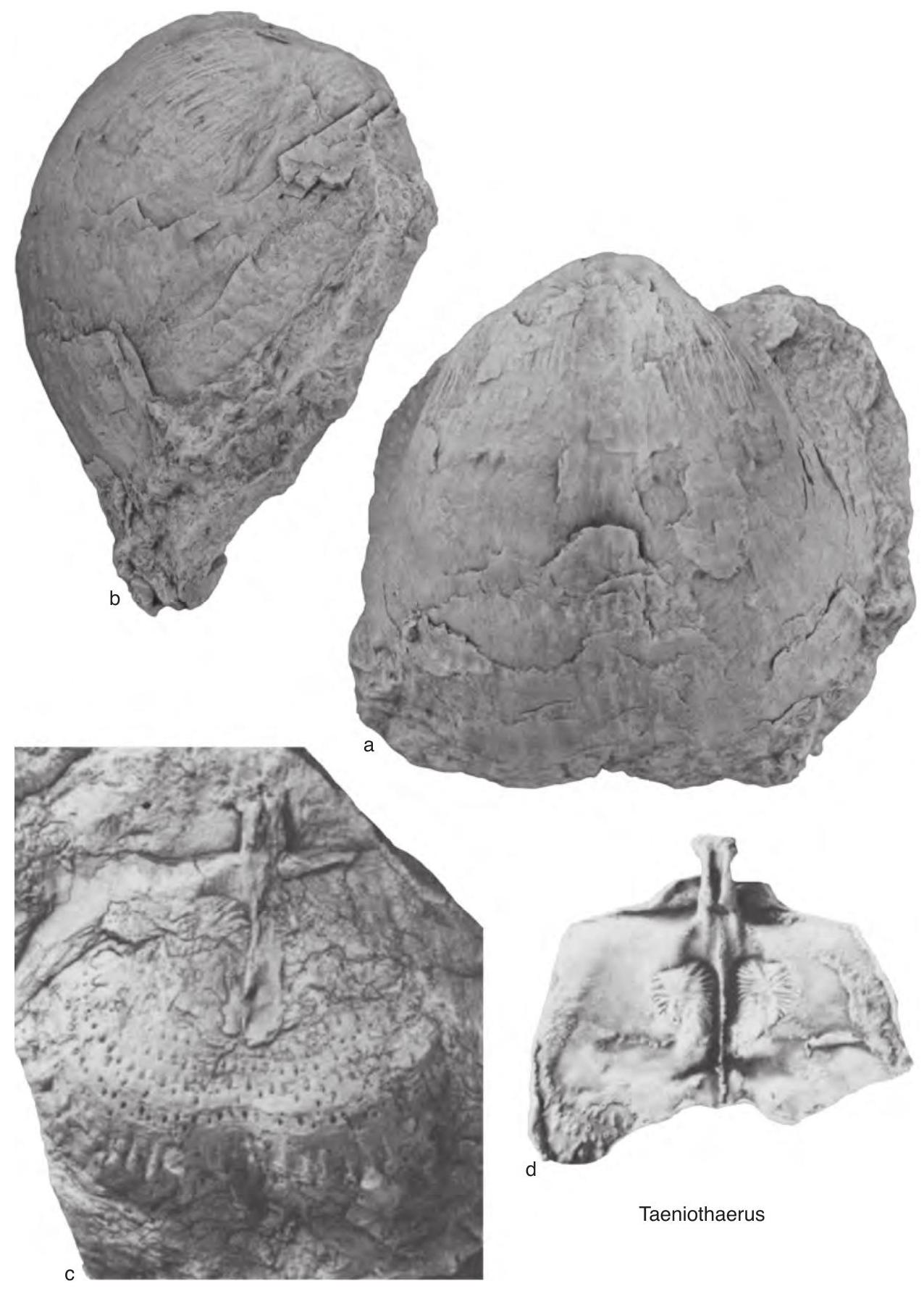 Fossil Image