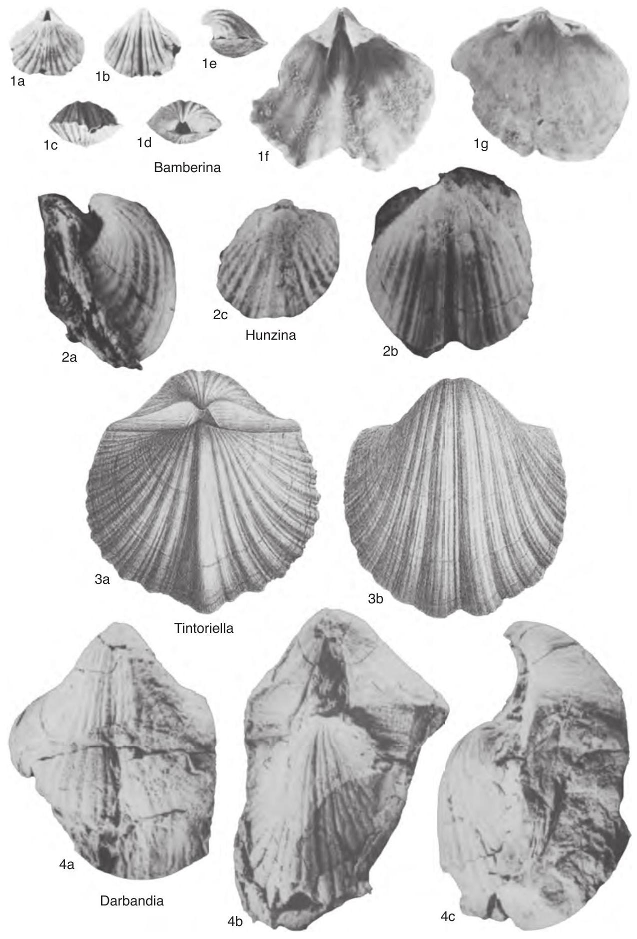 Fossil Image
