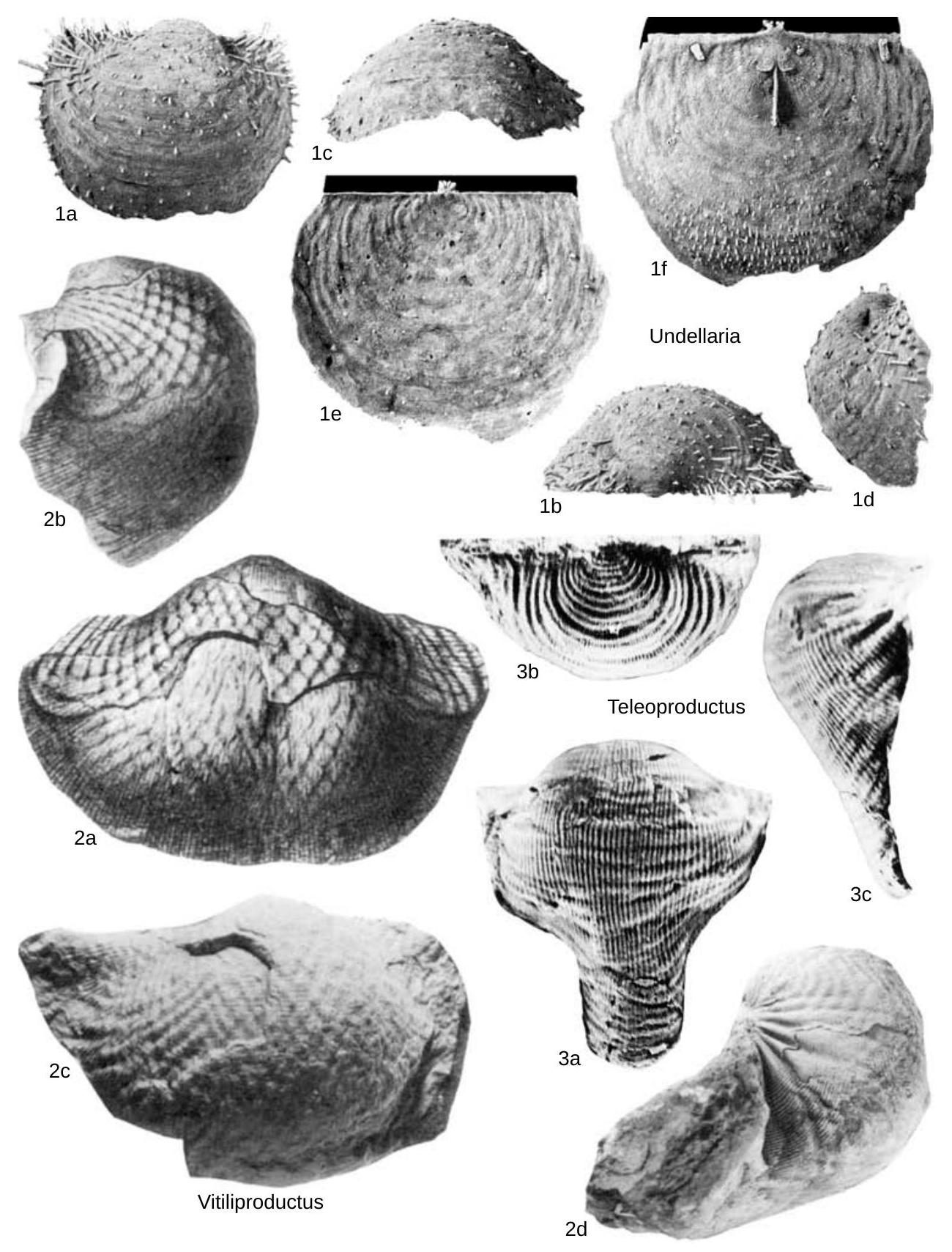 Fossil Image