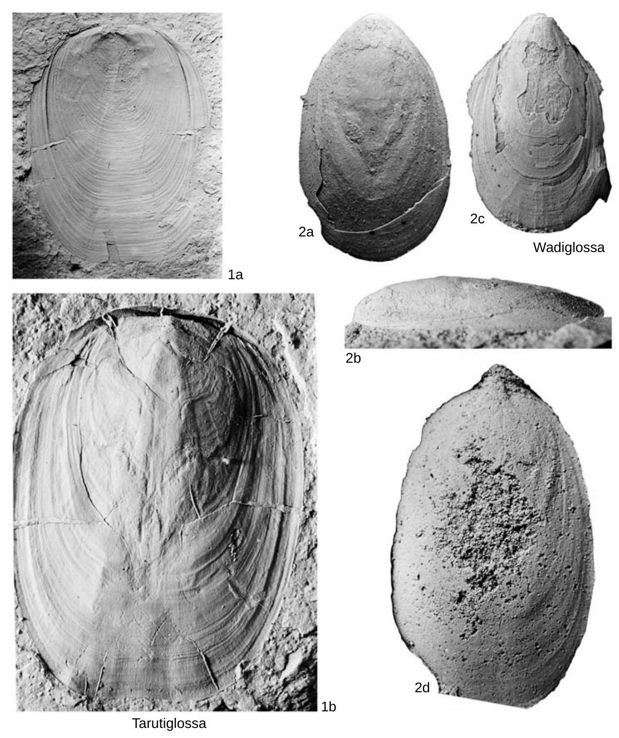 Fossil Image