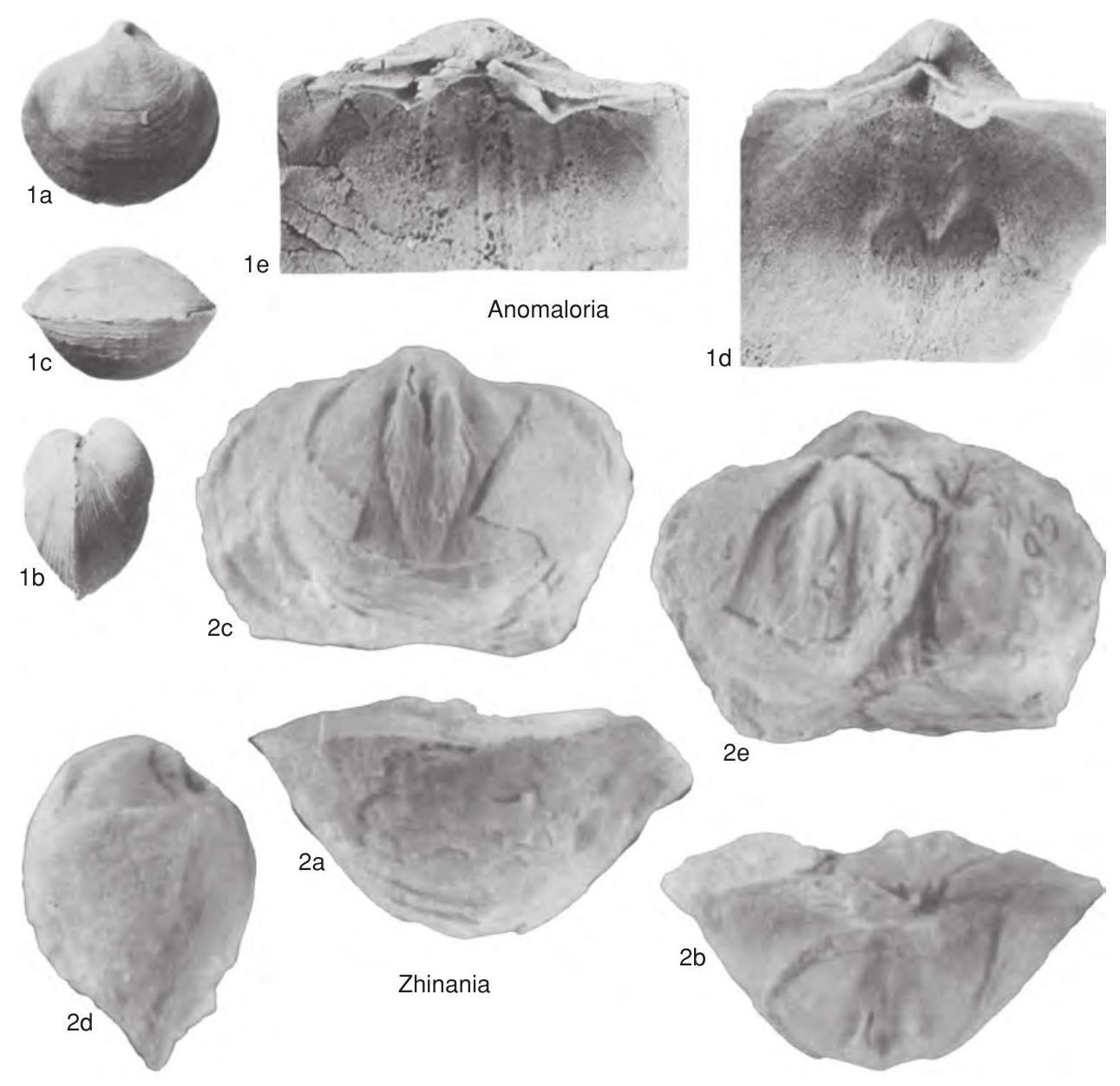 Subovate Shape Fossil Information